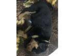 Rottweiler Puppy for sale in Essex, MD, USA