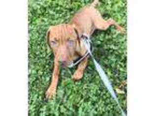 Vizsla Puppy for sale in Madison, WI, USA