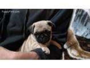 Pug Puppy for sale in Posen, MI, USA