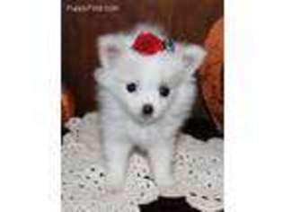 Pomeranian Puppy for sale in Caulfield, MO, USA