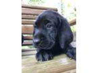 Labrador Retriever Puppy for sale in Huddleston, VA, USA