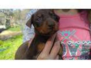 Doberman Pinscher Puppy for sale in Springtown, TX, USA