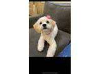 Cavachon Puppy for sale in Kirkland, WA, USA