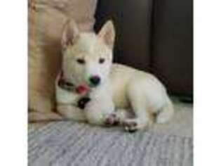 Shiba Inu Puppy for sale in Norristown, PA, USA