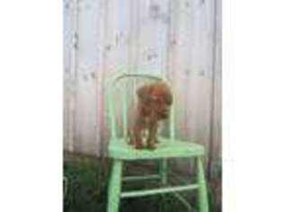 Labrador Retriever Puppy for sale in Jonestown, PA, USA