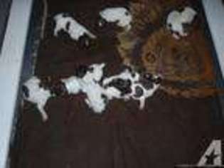 German Shorthaired Pointer Puppy for sale in KATY, TX, USA