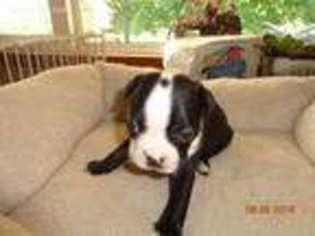 Boston Terrier Puppy for sale in Fairhaven, MA, USA