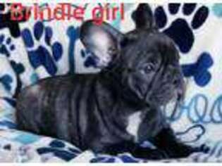 French Bulldog Puppy for sale in Bonsall, CA, USA