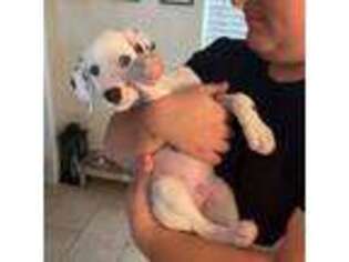 Dalmatian Puppy for sale in New Port Richey, FL, USA