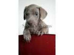 Weimaraner Puppy for sale in Chambersburg, PA, USA
