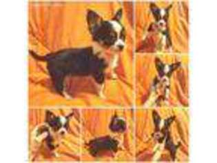 Chihuahua Puppy for sale in Fremont, OH, USA