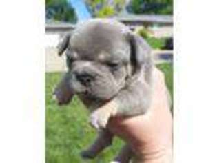 French Bulldog Puppy for sale in Lincoln, NE, USA