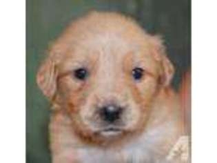 Golden Retriever Puppy for sale in HOWE, IN, USA