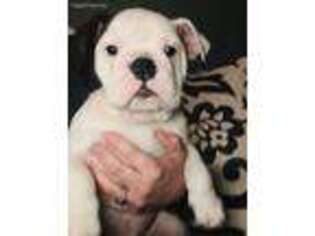 Bulldog Puppy for sale in Stephenville, TX, USA