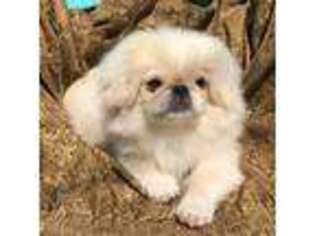 Pekingese Puppy for sale in Mesquite, TX, USA
