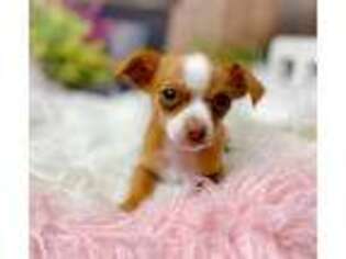 Chihuahua Puppy for sale in Seven Springs, NC, USA
