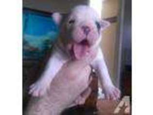 Bulldog Puppy for sale in QUINLAN, TX, USA