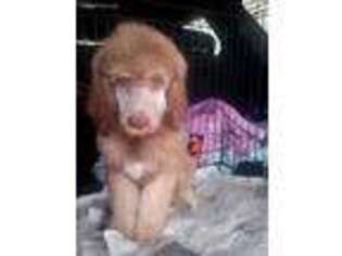 Labradoodle Puppy for sale in Sebring, FL, USA
