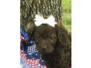 Labradoodle Puppy for sale in Hardy, AR, USA