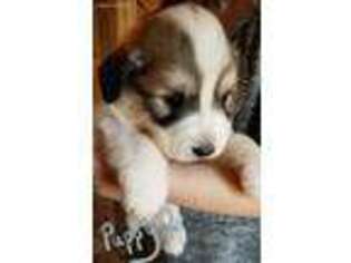 Great Pyrenees Puppy for sale in Sandpoint, ID, USA