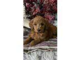 Goldendoodle Puppy for sale in Topeka, IN, USA