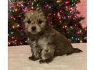 Mutt Puppy for sale in Tifton, GA, USA
