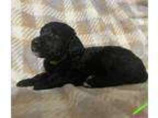 Mutt Puppy for sale in Sweet Home, OR, USA