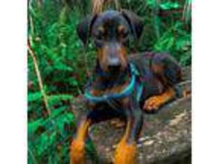 Doberman Pinscher Puppy for sale in Tarpon Springs, FL, USA
