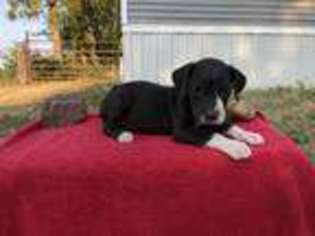 Great Dane Puppy for sale in Bolckow, MO, USA