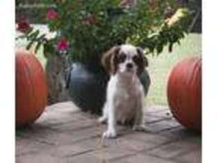 Cavalier King Charles Spaniel Puppy for sale in Irvington, KY, USA