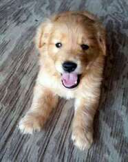 Golden Retriever Puppy for sale in Richlands, NC, USA