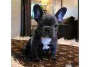 French Bulldog Puppy for sale in Shelburn, IN, USA
