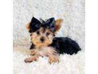 Yorkshire Terrier Puppy for sale in Belgrade, MN, USA