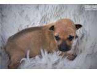 Rhodesian Ridgeback Puppy for sale in Minneapolis, MN, USA
