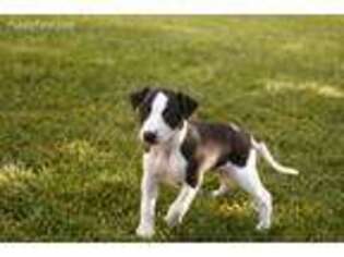 Whippet Puppy for sale in Redmond, OR, USA
