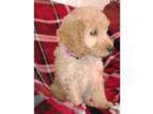 Goldendoodle Puppy for sale in Stockton, MO, USA