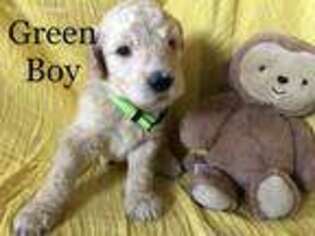 Goldendoodle Puppy for sale in Bellefontaine, OH, USA
