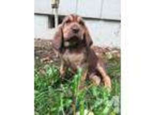 Bloodhound Puppy for sale in GRAHAM, WA, USA