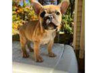 French Bulldog Puppy for sale in Farmington, CT, USA