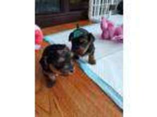 Yorkshire Terrier Puppy for sale in Wayne, NJ, USA