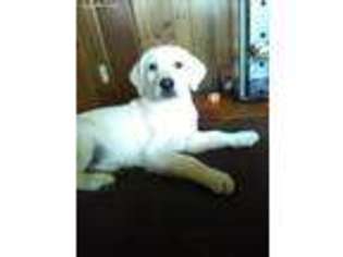 Medium Photo #1 Labrador Retriever Puppy For Sale in Warwick, RI, USA