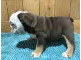 Bulldog Puppy for sale in Rio Vista, TX, USA