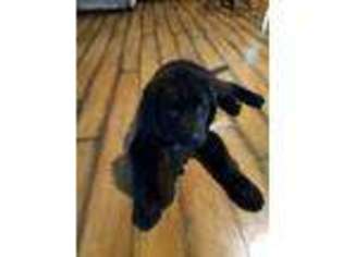 Newfoundland Puppy for sale in Wayne, IL, USA
