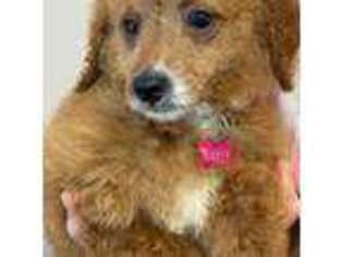 Mutt Puppy for sale in Russell, MA, USA