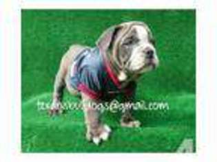 Bulldog Puppy for sale in HUMBLE, TX, USA