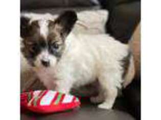 Papillon Puppy for sale in Shirley, AR, USA
