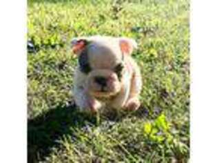 Bulldog Puppy for sale in Westfield, PA, USA