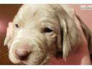 Weimaraner Puppy for sale in Portland, OR, USA