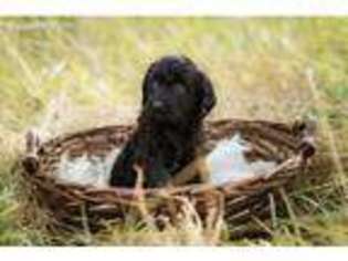 Goldendoodle Puppy for sale in Jonesville, NC, USA