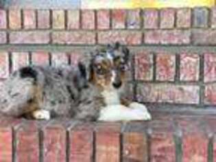 Australian Shepherd Puppy for sale in Lexington, NE, USA